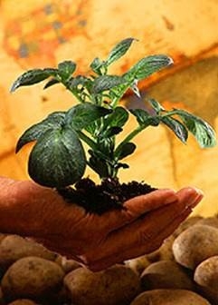 Figure a potato seedling in a person's palm.