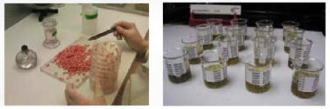 Figure shows treated maize seed prepared for testing for seed borne disease in Petri dishes on the left and for nematodes infestation in glass beakers on the right.