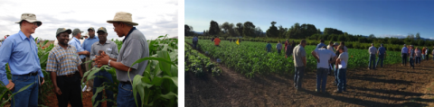 Figure shows researchers discussing in two field plots during field days.